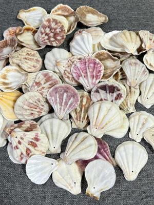 Handmade Natural Conch Shell Wind Chimes, Necklaces, and Wall Decor for DIY and Crafts