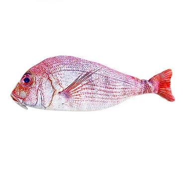 Kreatives Fisch-Federmäppchen Große Kapazität Stifte-Etui Tasche Lustige Schul-Federmäppchen Schreibwaren Kawaii Federmäppchen