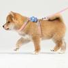 Collars and Guides for Cats Pets Kittens Supplies Collar Kitten Pet Goods Products Accessories Things Leash Chain the Animals So