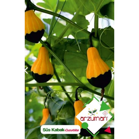 

Декоративная тыква (тыква П.) Семена цветов 10 шт.