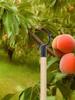 5 Pieces Branch Support Tree Branch Support Tree Limb Holder Fruit Tree Support Stand Tree Supports for Leaning Fixing Tool