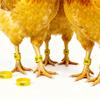 Numbered Poultry Leg Bands for Chicken Duck Identification and Farm Management Durable Plastic Reusable Leg Rings
