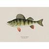 Vintage Bass Fish Trout Fly Fishing Posters Prints Canvas Painting Fisherman Retro Wall Art Picture for Living Room Home Decor