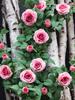 Hanging Flowers Artificial Hanging Plants 1.5m Artificial Rose Vine Hanging Plants Artificial Flower for Home Room Garden Wedding Indoor Outdoor Decor