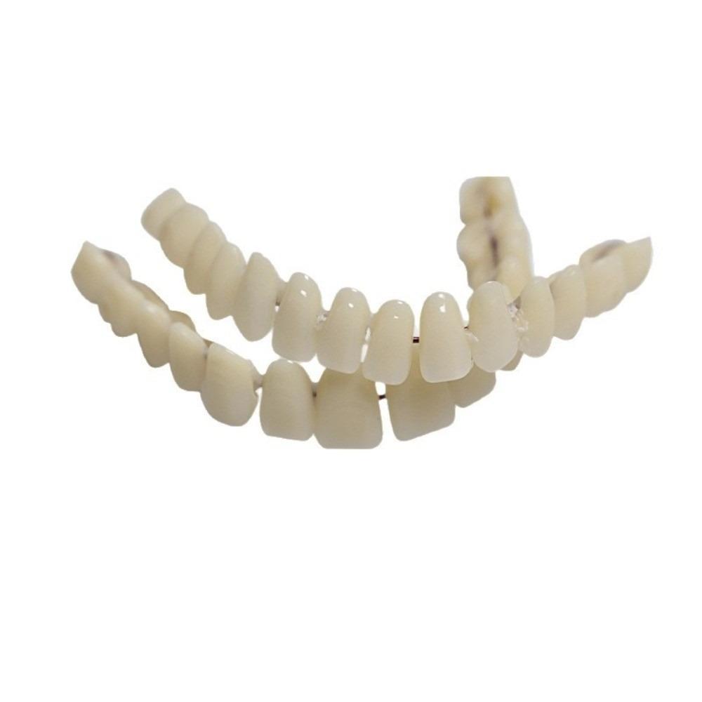 1Pair Removable Dental Teeth Teaching Model Resin Dental Training Model For Training Models