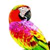 Handcrafted Parrot Figurine for Outdoor Display