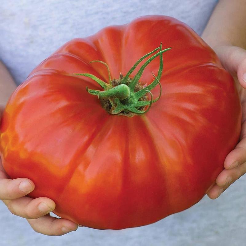 125pcs Red Beefsteak Tomato Seeds Green Fresh Fruit Seed Home Garden Planting