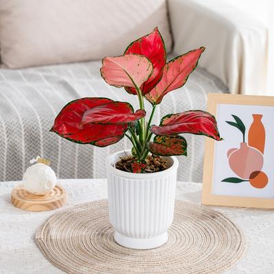 Creative Self Watering Hydroponic Plants Pot Plastic Removable Mini Succulent Planter Tabletop Vase Flowerpot