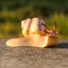 Realistic Snail Action Figure Toy - Collectible Animal Model, Educational Kids Gift