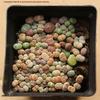 Rare Lithops Succulent Pot: Diverse Colors & Varieties