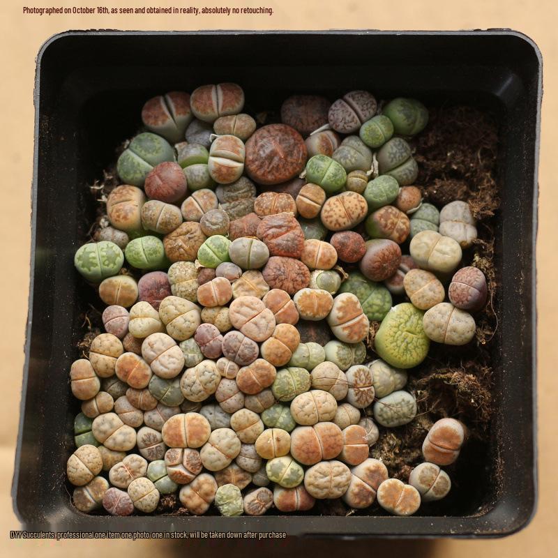 Rare Lithops Succulent Pot: Diverse Colors & Varieties