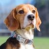Adjustable Nylon Dog Collar Personalized Dogs Cat ID Collars With Engraved Name Buckle Anti-lost for Small Medium Large Dogs