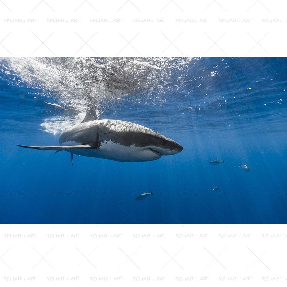 Shark Sea Animal Posters Wall Art Pictures for Living Room Modern Canvas Prints Cuadros Home Decorative Painting NO FRAME