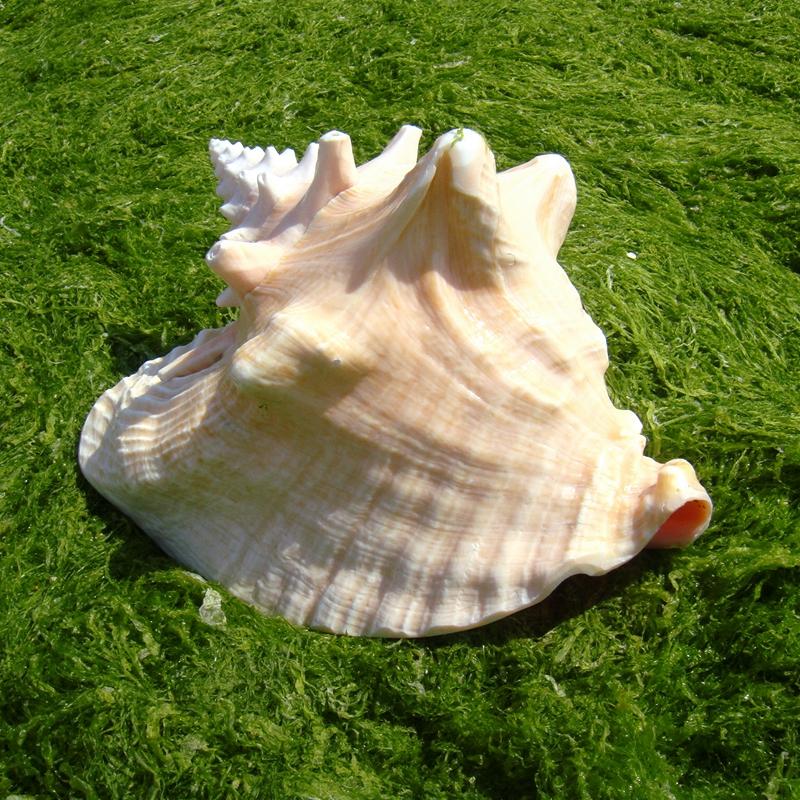 Natural Conch Sea Shell Large Conch Collector Wedding Decor Beach Theme Party Home Decor Beach Decorations