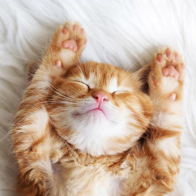 5D Алмазная картина Кошка Изгородь Листья Фрукты Животное Мозаика Круглая Полная Алмазная Вышивка Крестом 30x30CM чёрный