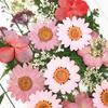 Mixed Dried Pressed Flowers for Wedding Invitations, Envelopes, Bookmarks, Table Decorations,