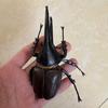 Biographical Analysis of Deer Antler Beetle plus Claw Shaped Insect Beetle Gacha Simulation Animal Movable Joints Figure Playthings