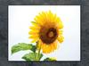 GLASSKÄRBRÄDA 52x40 BLOMMA