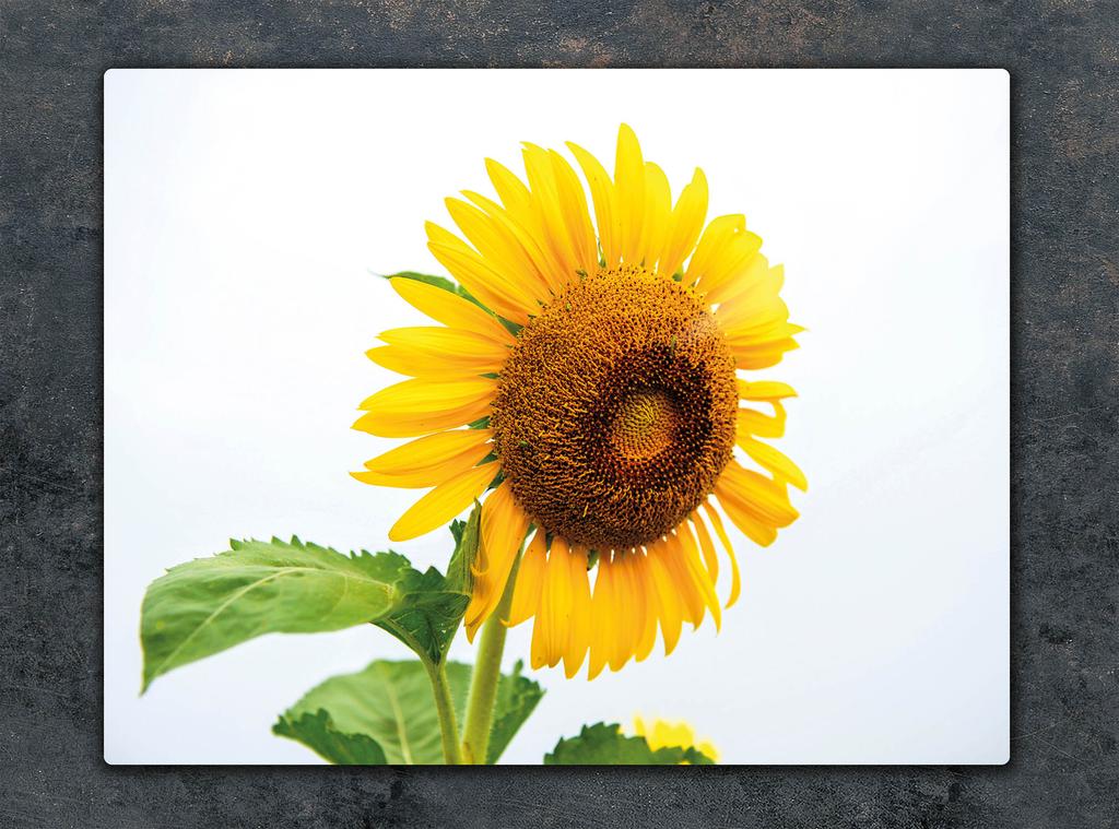 GLASSKÄRBRÄDA 52x40 BLOMMA
