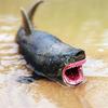 Sea Life Model Megalodon Shark Figure Aquarium Ocean PVC Education Marine Animals Toy Collectio M8V4