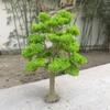 23cm Boutique Model Tree Wire Trunk Green Tree Model Train Railway Platform Layout Material Mountain Sand Table Scene Decoration