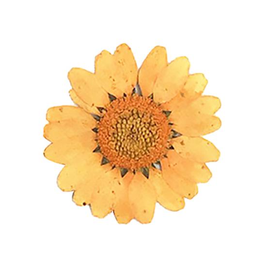 12 sztuk Prasowane Suszone Naturalne Kwiaty Żywica Epoksydowa Crafting Paznokci DIY Dekoracja Telefonu