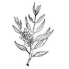 Organiczny olejek z drzewa herbacianego 10ml