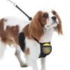 Cani – Collari e guinzagli per cani
