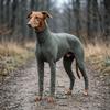 Elastic Dog Four-legged Jumpsuit Breathable Full Coverage Dog Clothes  Anti Licking