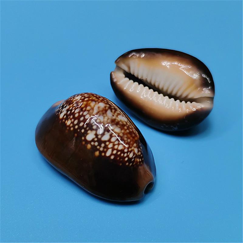Vzácný přírodní exemplář mušle kauri pro akvárium nebo středomořskou domácí dekoraci