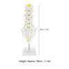 Human Lumbar Vertebral Model School Educational Teaching Model Tool Spine Model