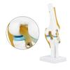 Life Size Human Knee Joint   Model for Skeleton Study Ideal for Hobbyists, Vividly Demonstrates Knee Mechanics with Ligament Model