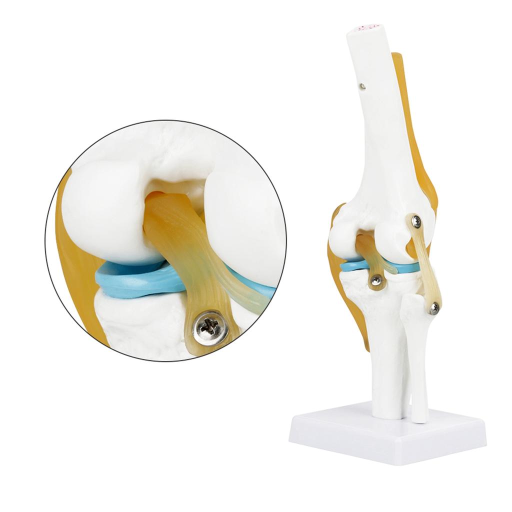 Life Size Human Knee Joint   Model for Skeleton Study Ideal for Hobbyists, Vividly Demonstrates Knee Mechanics with Ligament Model