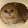 Warm Pet Nest Original Frog Series Warm Cat Nest Dog Nest Autumn and Winter House Nest Pet Supplies