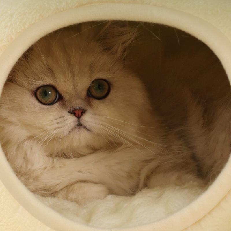 Warm Pet Nest Original Frog Series Warm Cat Nest Dog Nest Autumn and Winter House Nest Pet Supplies