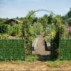 1pc/3m*1m Artificial Evergreen Ivy Privacy Fence Screen Vine Leaf Panel, Suitable for Artificial Green Wall, Outdoor Garden, Courtyard DecorationC
