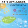 Miniature Interior Greenery - Artificial Plants (Eucalyptus, Air Plants, and Fan-Shaped Greenery) - 3-Piece Set
