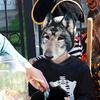 Wolf Mask Halloween Realistic Werewolf Mask Party Playing Costume Props Animal Party Mask Unisex Fancy Cosplay Party Props