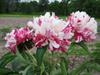 5 Peony Seeds PINK AND WHITE"-FRESH SEEDS