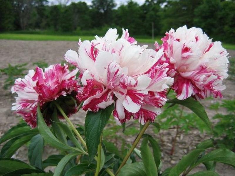 5 Peony Seeds PINK AND WHITE"-FRESH SEEDS