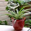 5pcs Automatic Plant Watering Bulb, Bird Shape for Sustained Release, Vacation Plant Care with Simple Vacuum Principle