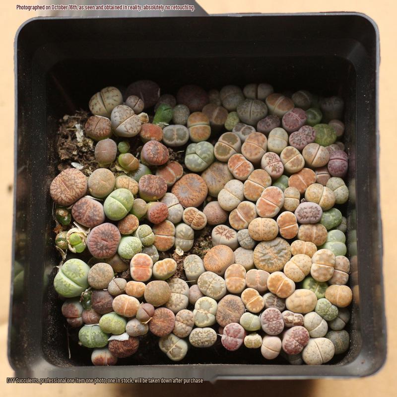 Rare Lithops Succulent Pot: Diverse Colors & Varieties