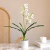 Stelo Flessibile Orchidea Phalaenopsis Oggetti di Scena per Fotografia Stelo in Filo Flessibile Fogliame Realistico Costruzione in Plastica Steli Regolabili