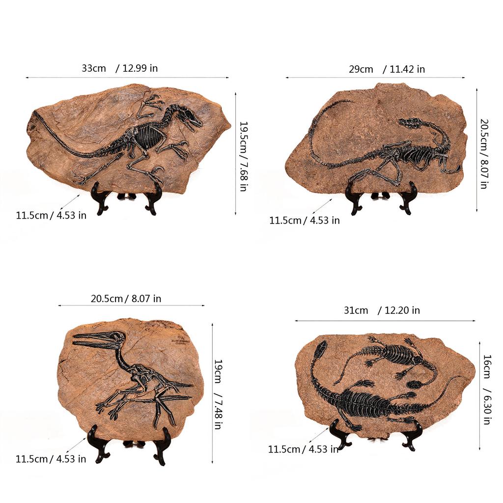 Realistic Dinosaur Skeleton Fossils Resins Statue Figurine Ornament for Desktop Book Shelf Display and Collection Gift