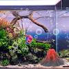 Pești și animale marine – Decorul acvariului
