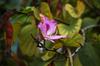 SAFLAX Camel Foot Tree - 8 Seeds - Bauhinia Variegata