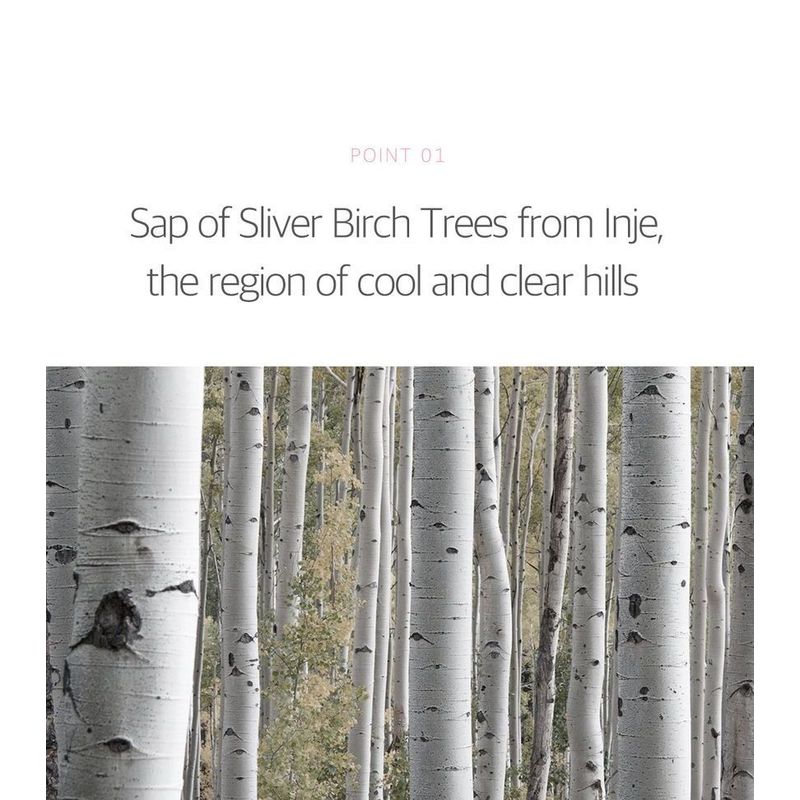 ROUND LAB - Birch Juice Moisturizing Tone Up Sunscreen