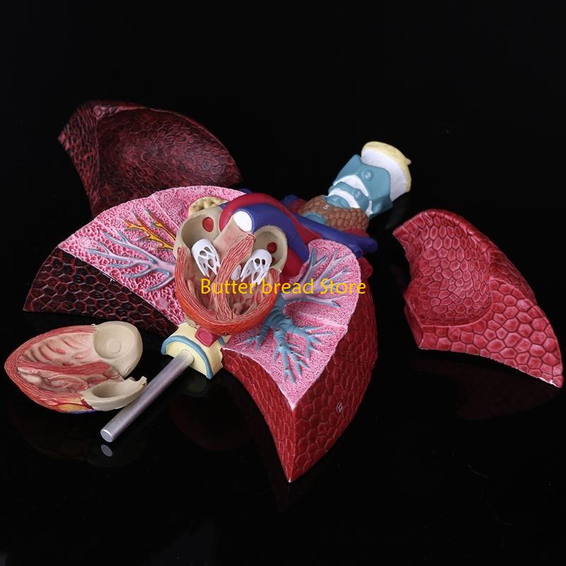 W89C Life Size Human Lung Model Anatomical Respiratory System Anatomy for Science Resources Study Display Teaching Too