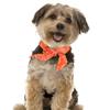 Instant  Bandana Ice Towel Pet Collar Summer Scarf For Small And Medium Dogs