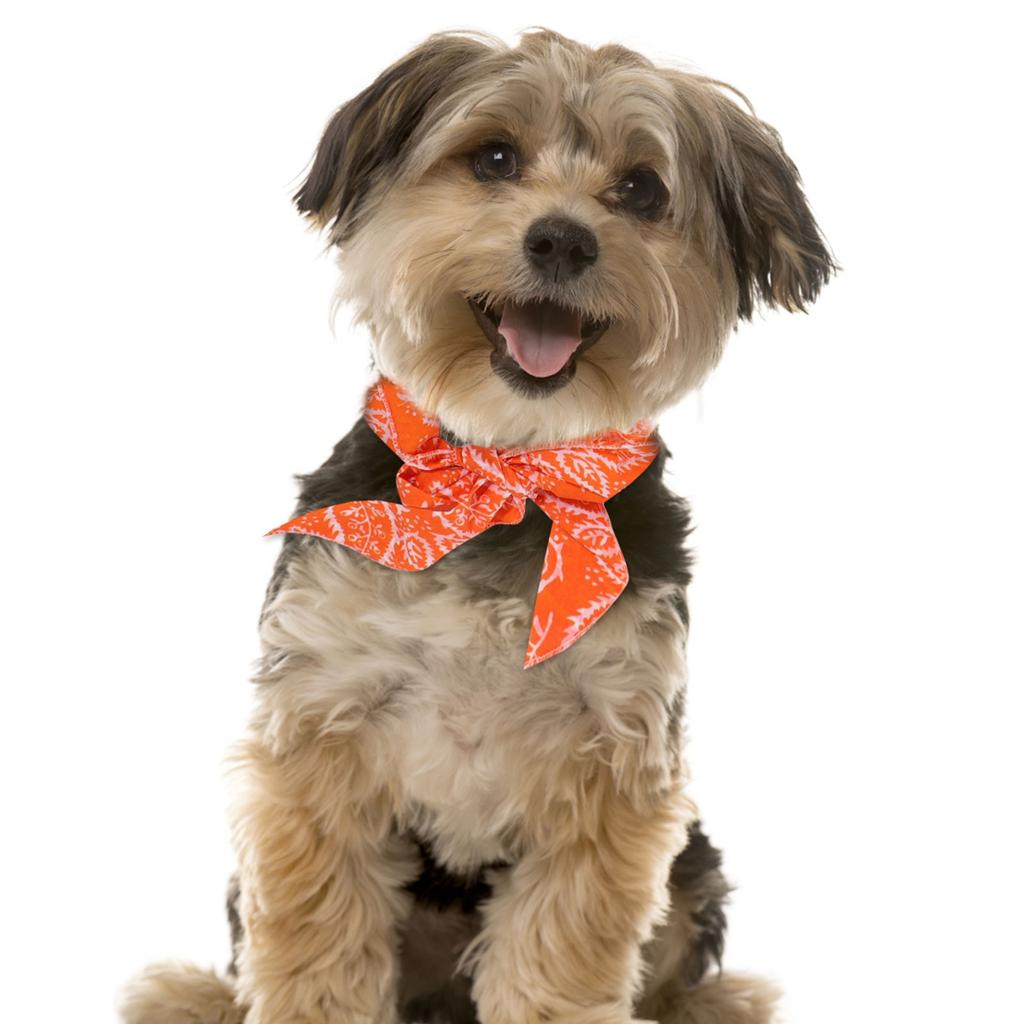 Instant  Bandana Ice Towel Pet Collar Summer Scarf For Small And Medium Dogs